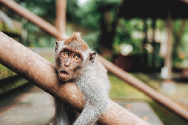 Feel like this monkey? Photo by Jared Rice
