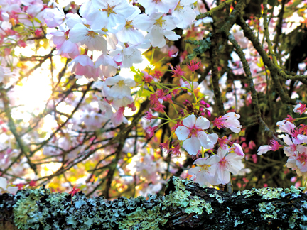 mosier_cherryblossoms.JPG