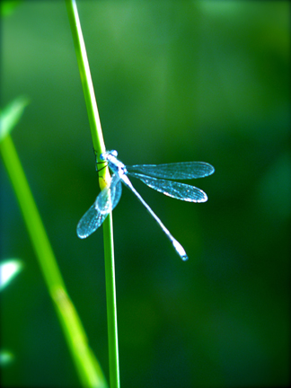 mosier_dragonfly_1.JPG