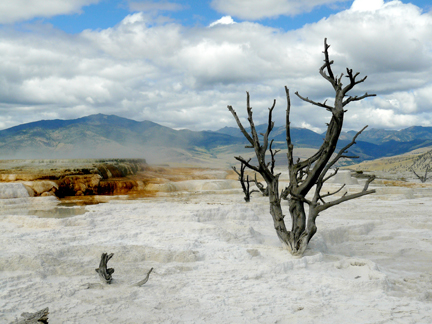 mosier_yellowstone_MinervaTerrace.JPG