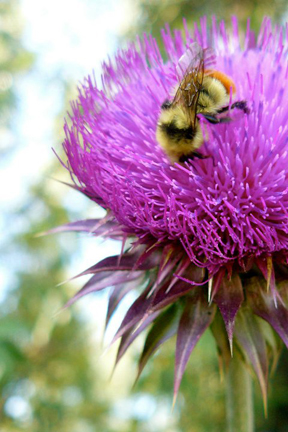 mosier_yellowstone_thistle_1.jpg