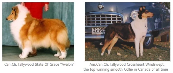 Tallywood rough vs smooth example.jpg
