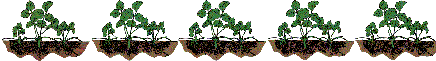 runner_root.gif
