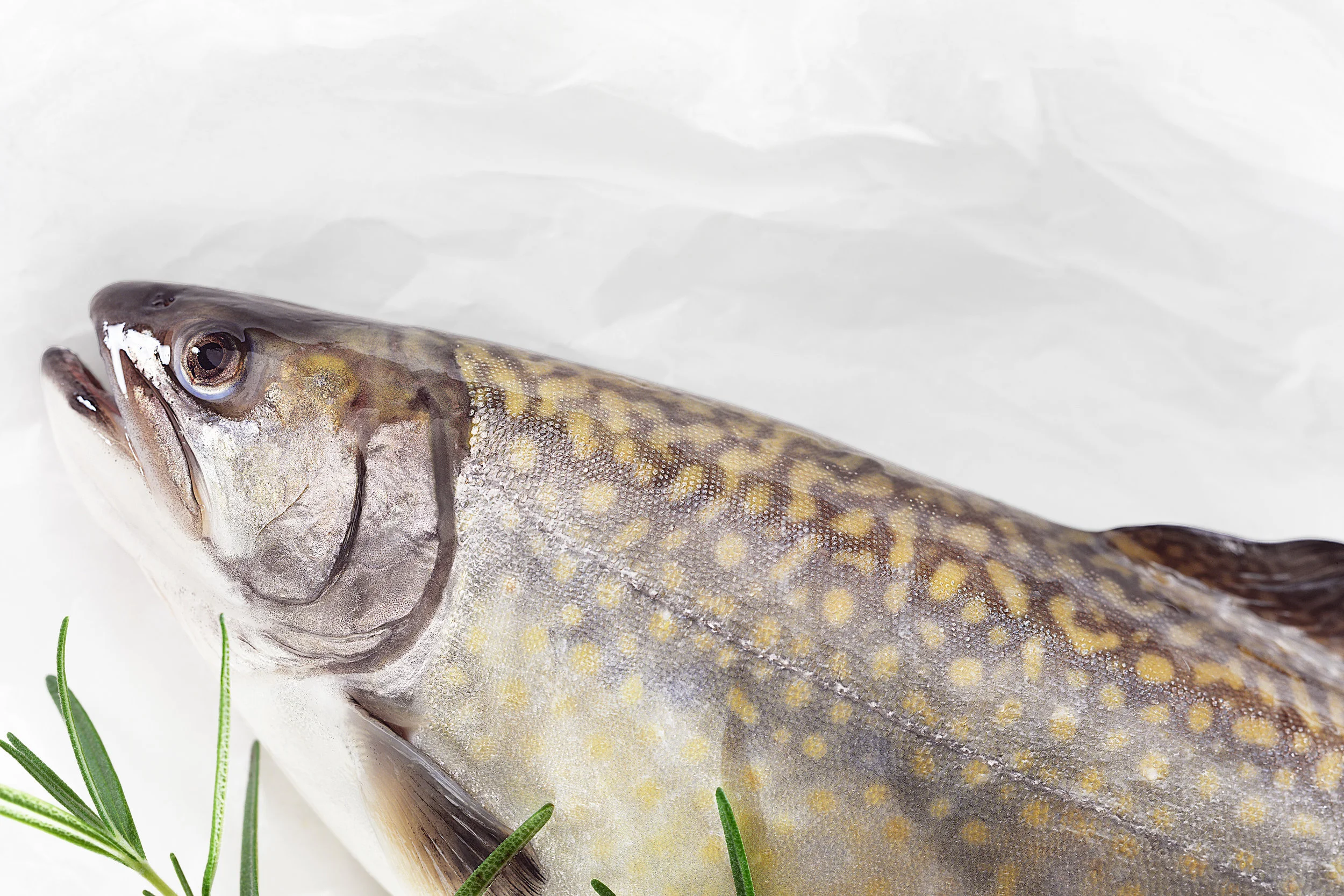 fish.jpg