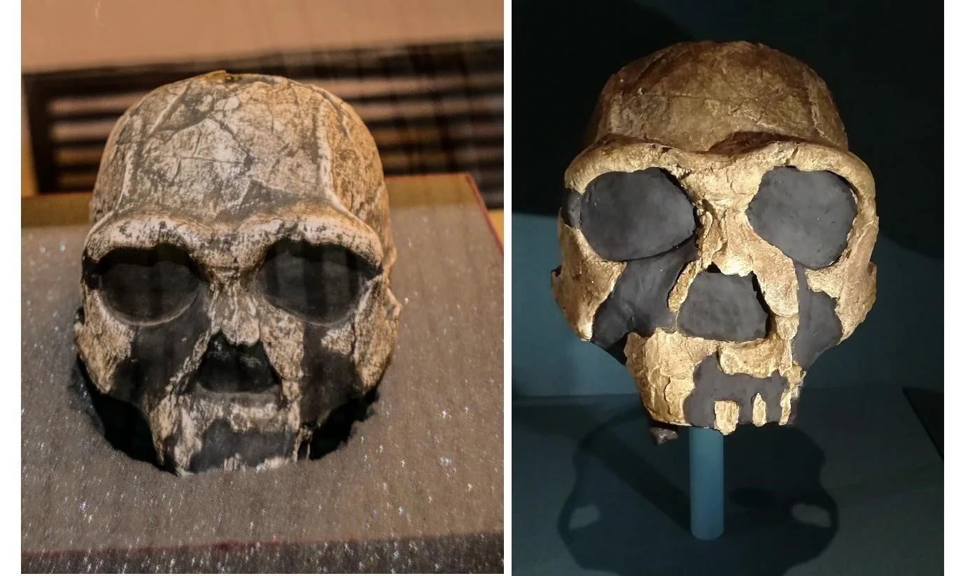 Figure 4: Left, Homo erectus skull found in National Museum, Kenya. Right, a model of the same skull in the Natural History Museum London.