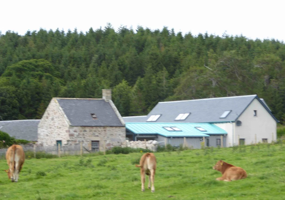 rongai cows a5.jpg