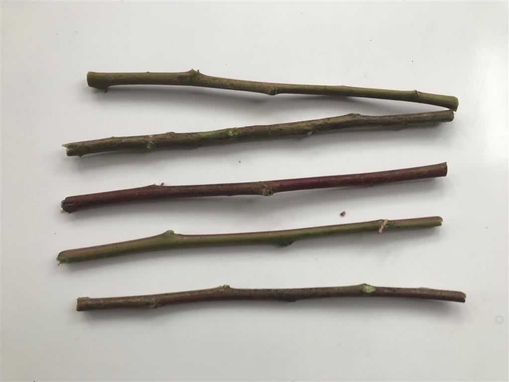 Step 1: Cut twigs the same length