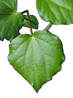 kawakawa.png