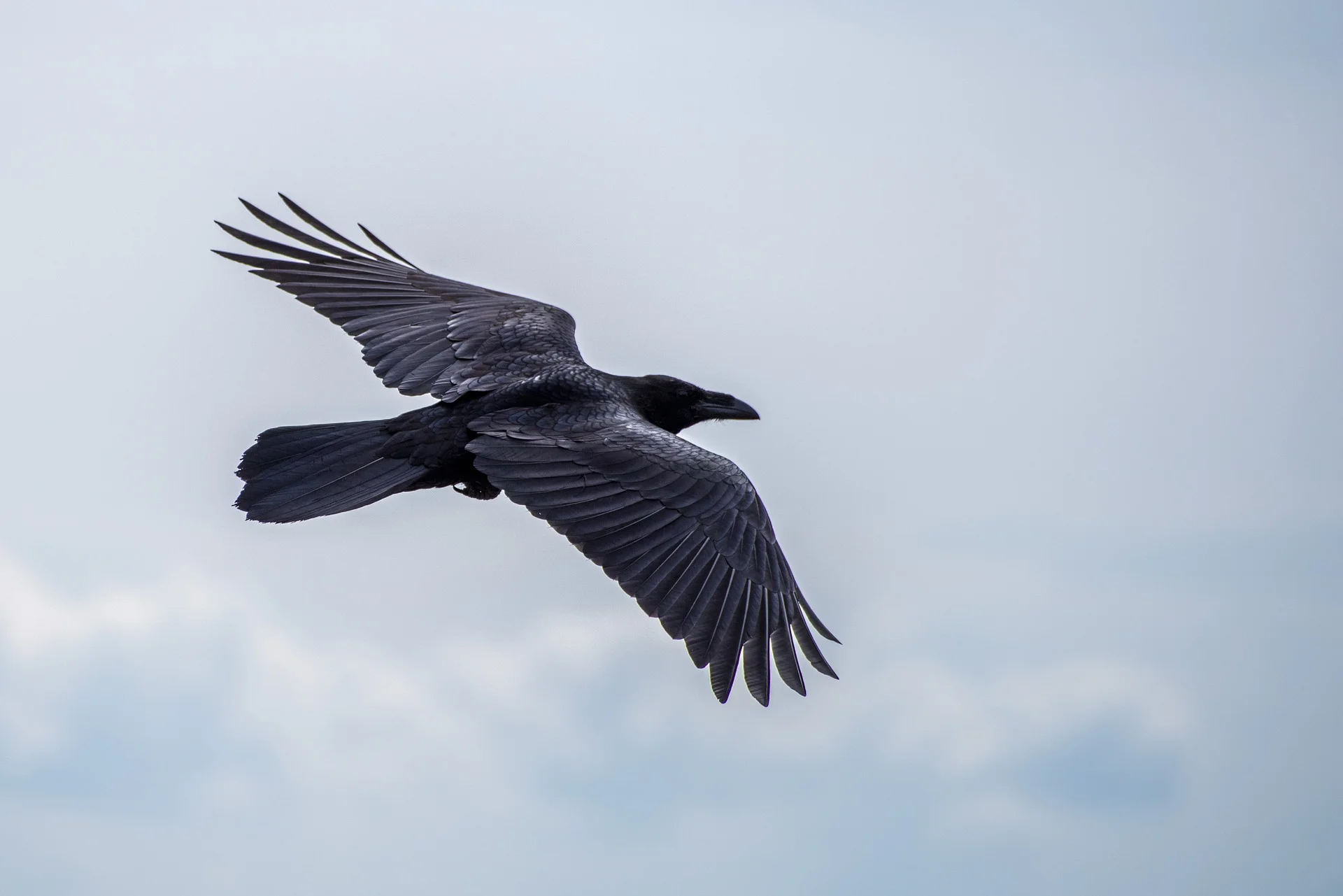 The raven is huge compared to other corvids. Note the 'fingers' on the wings, the diamond-shaped tail and the long and heavy beak.