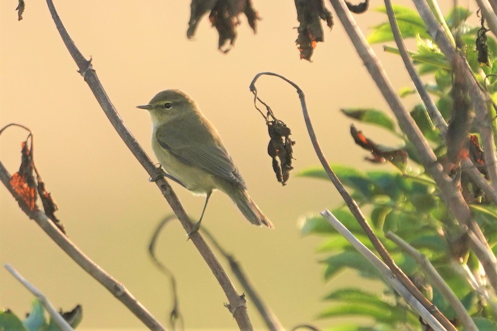 Chiffchaff BH.jpg