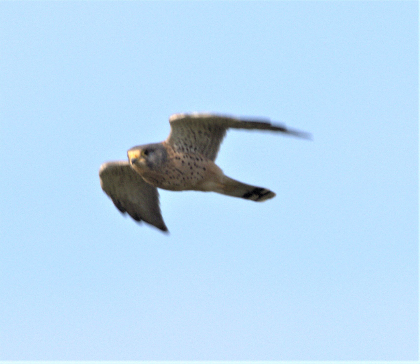 Peregrine Falcon BH.jpg