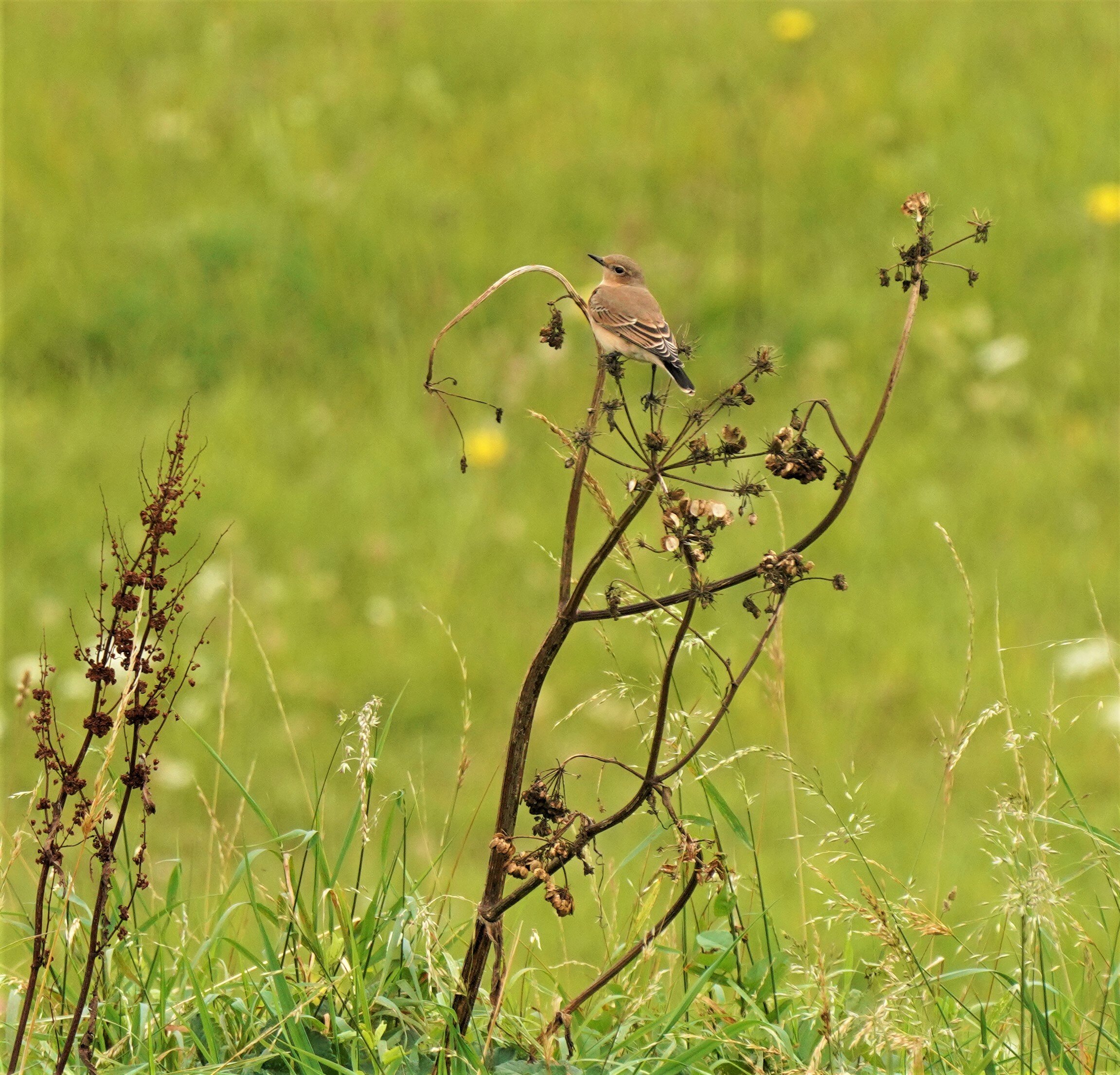 wheatear BH.jpg