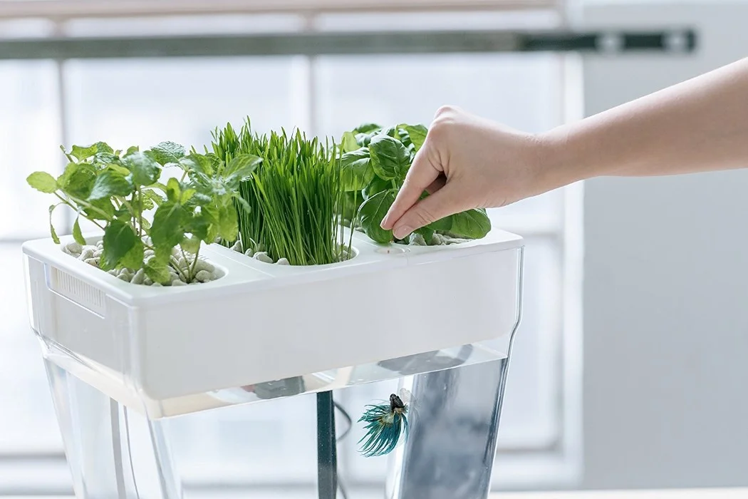 water_garden_fish_tank_2.jpg