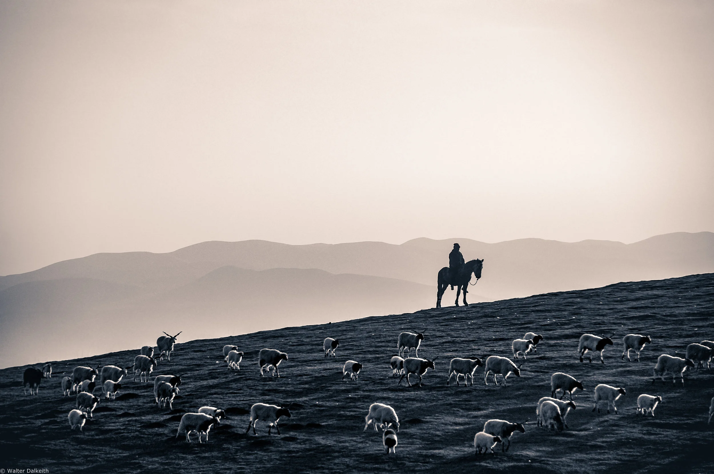 Shepherd - China 2015