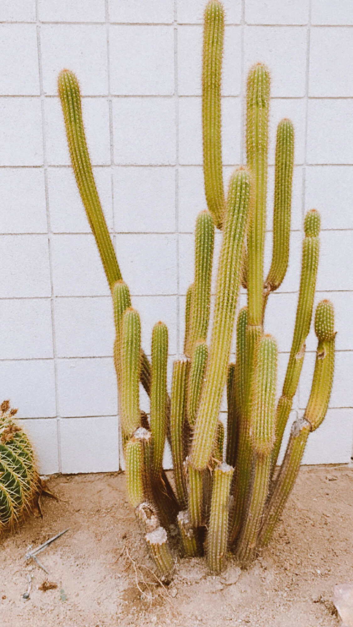 The Weekender: Palm Springs - Travel during covid-19