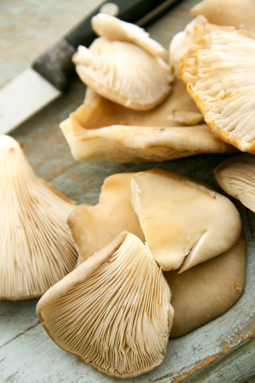 Oyster Mushrooms.png