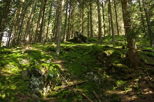 Skogen ger goda samtal och svampplockning!
