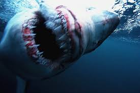 Shark Tank Sessions Live Stream/house concert
