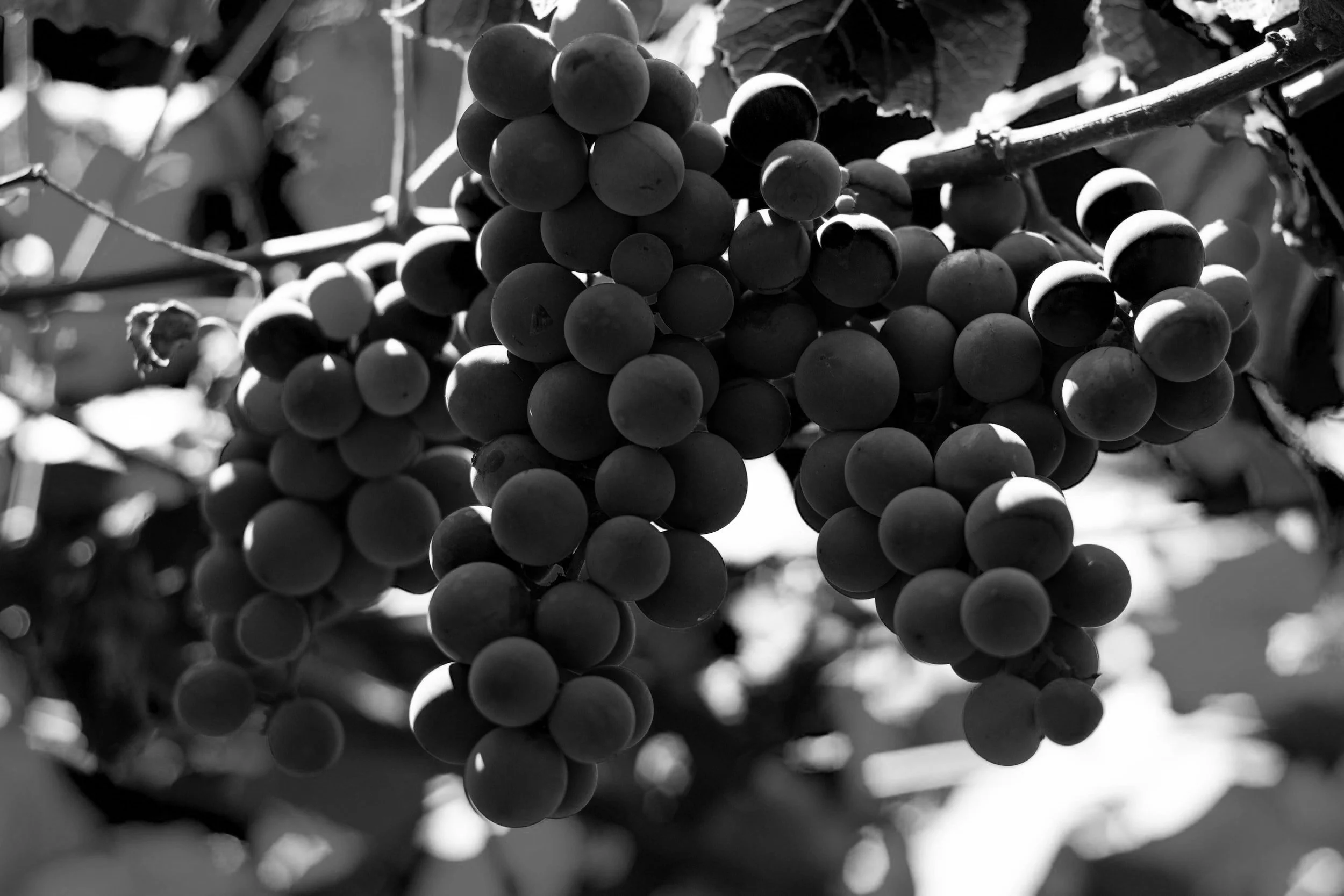 Domaine Serene Wine Lounge (PDX)