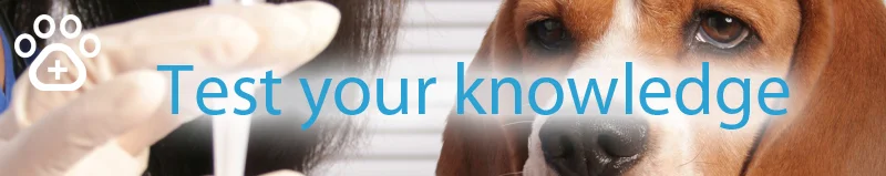 Lepto-vaccines-test-your-knowledge-banner.jpg