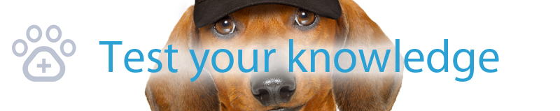 imported-pets-test-your-knowledge-banner.jpg