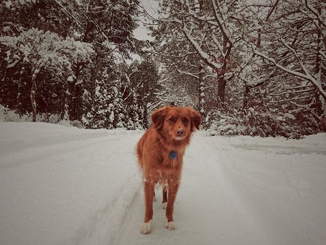 She loves the snow, really! Just #camerashy #yyjsnow #saanich #snowday #yyjsnowday 
#novascotiaducktollingretriever #tollersofinstagram