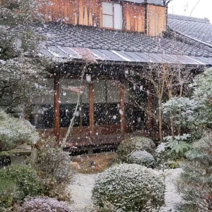 I may well have put the kotatsu away a little too soon🥶🌨️

#Kyoto #京都 #snow #雪 #Japan #CamelliaTeaCeremony #GardenTeahouse #snowday #spring #springstorm