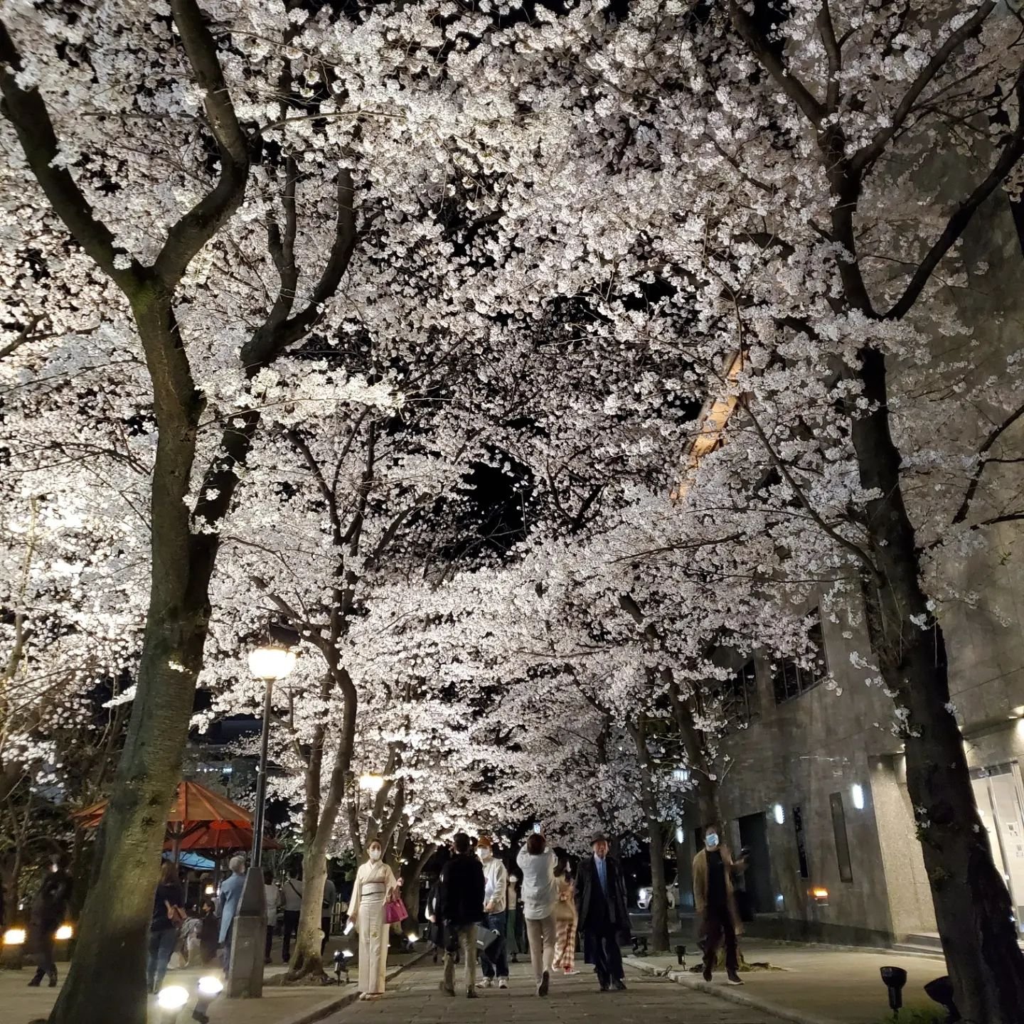 🌸SHIRAKAWA SAKURA🏮

Shirakawa Minami-dōri, often described as Kyōto's prettiest street, was repaved with flagstones taken from the old city tram-lines (the last was abolished in 1978).
The neighbourhood of traditional machiya was made a special con