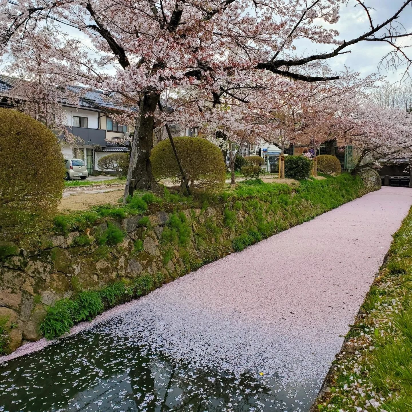 Towards the middle of April parts of the canal beside the Philosopher's Path (哲学の道) and the Takase-gawa become a river of petals.

The phrases 'hana-no-ukibashi' (花の浮橋 'floating bridge of flowers') and 'hanaikada' (花筏 'flower raft') both describe wat