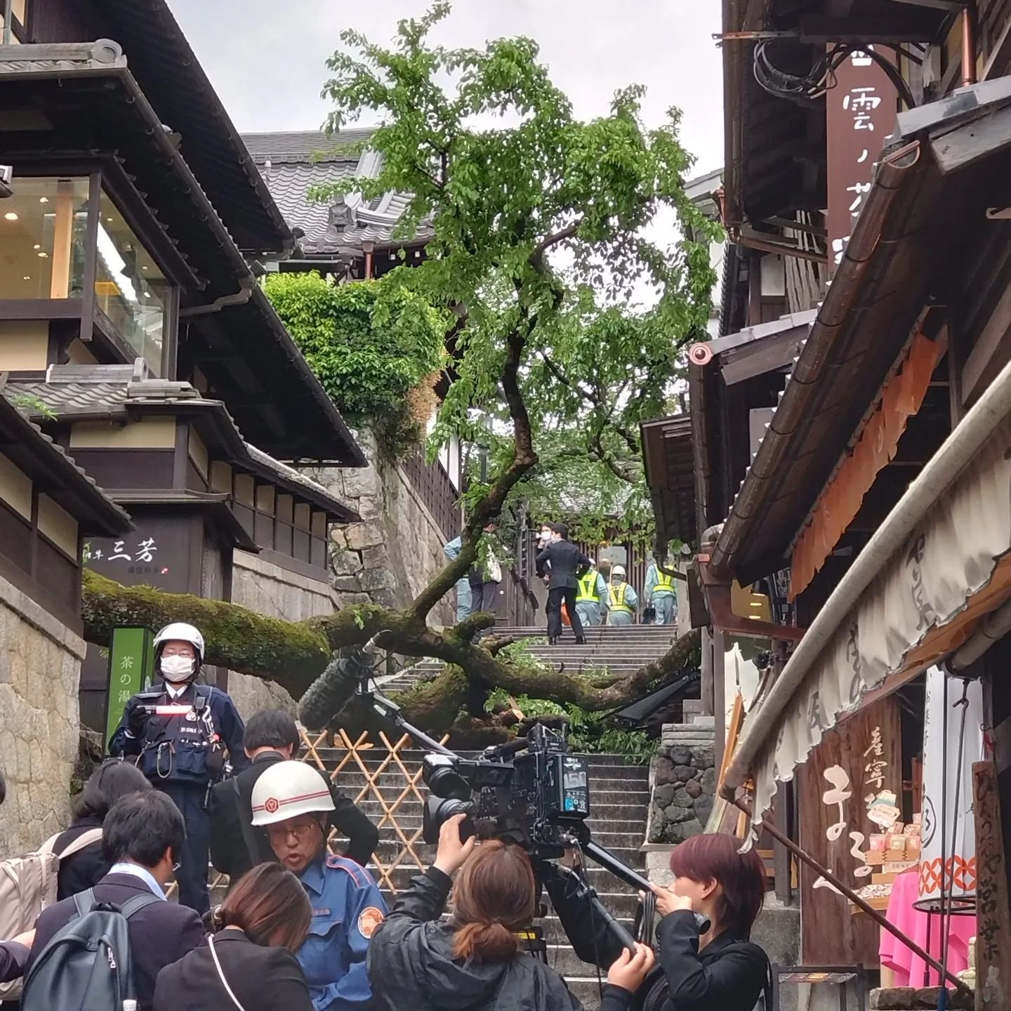 Farewell Sannenzaka sakura...it's going to be strange not seeing you on the way to work🥺👋

#Kyoto #京都 #Japan #Sannenzaka #三年坂 #sakura #cherrytree