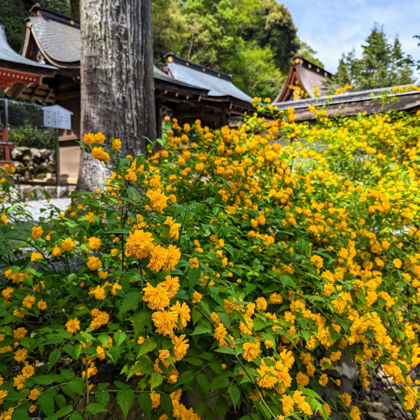 💛BORN FROM GOLD🌞

Kerria roses (ヤマブキ) once grew in such profusion in the grounds of Matsunoo-taisha that it was known as 'Yamabuki-no-sha' (山吹の社 the 'Shrine of Kerria Roses').
The rather odd genus name 'Kerria' comes from William Kerr, who brought 