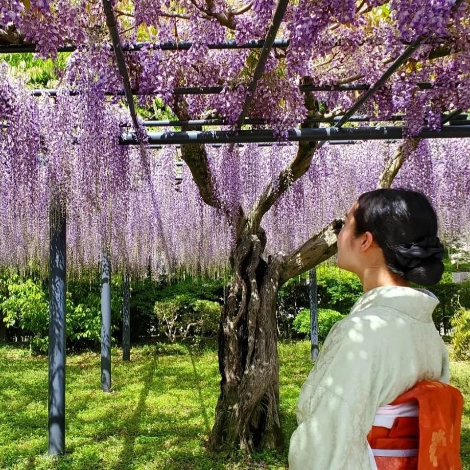 There's been a trellis at Byōdō-in (平等院) for more than 250 years, supporting a huge wisteria (surely one of the city's most photographed).

in falling blossoms
growling to Amida Buddha...
temple dog
花ちるや称名うなる寺の犬
-Kobayashi Issa (小林一茶), 1810.
Trans. D