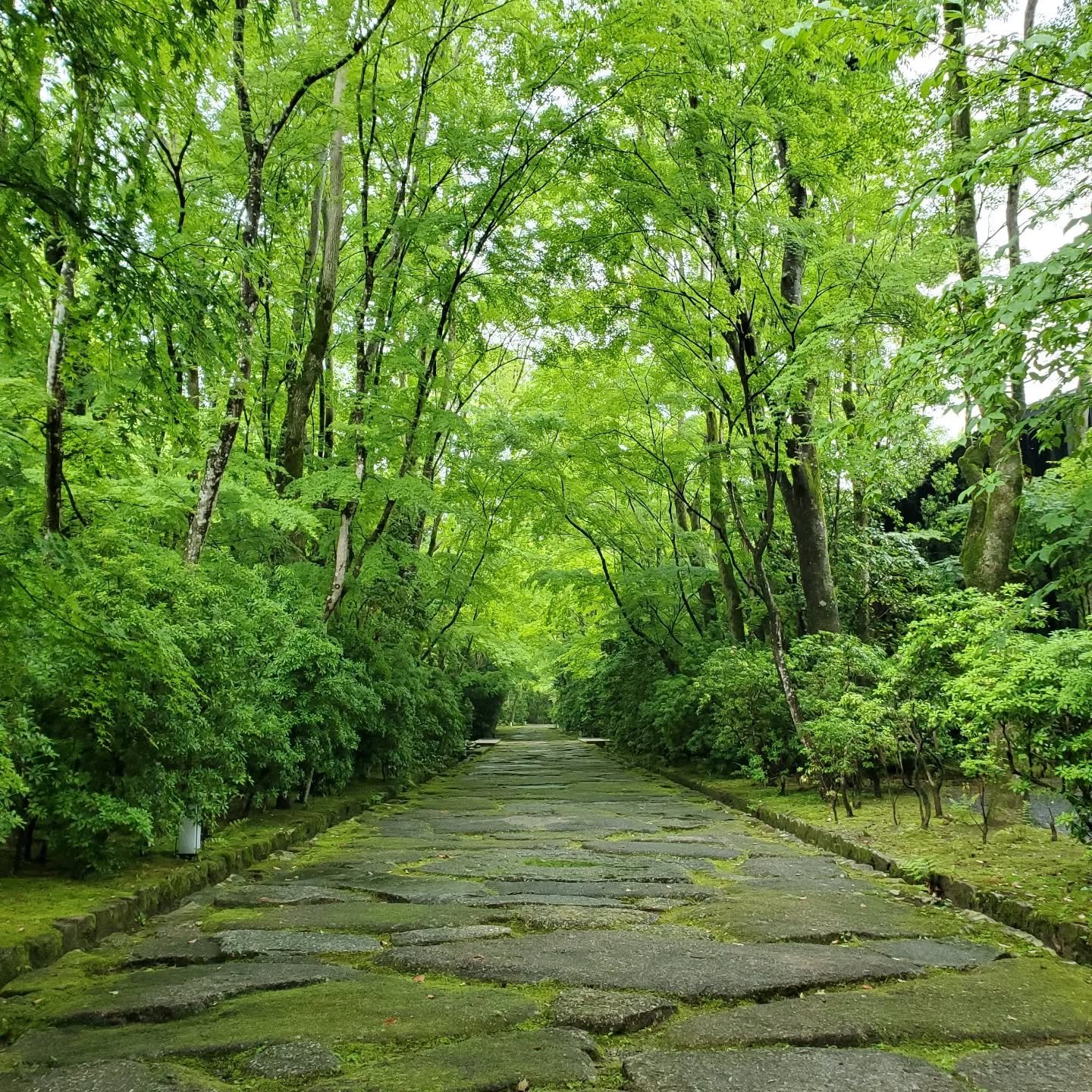 🗺️🏯THE SECRET GARDEN🌿🍃
Aman Kyōto (アマン京都) is a luxury resort that shares its forested slopes with Kinkaku-ji (金閣寺), the 'Golden Pavilion'. We were fortunate enough
to be invited to explore its historical grounds...a wonderland of moss, and rocks 