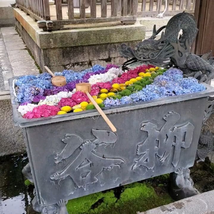 🌻FLOWER BASINS🌼

As the pandemic deepened, many temples and shrines worried about the safety of worshippers using the same ladles and water basins to purify
their hands and mouths.
Their solution was simple...turn the basins into flower displays🙌
