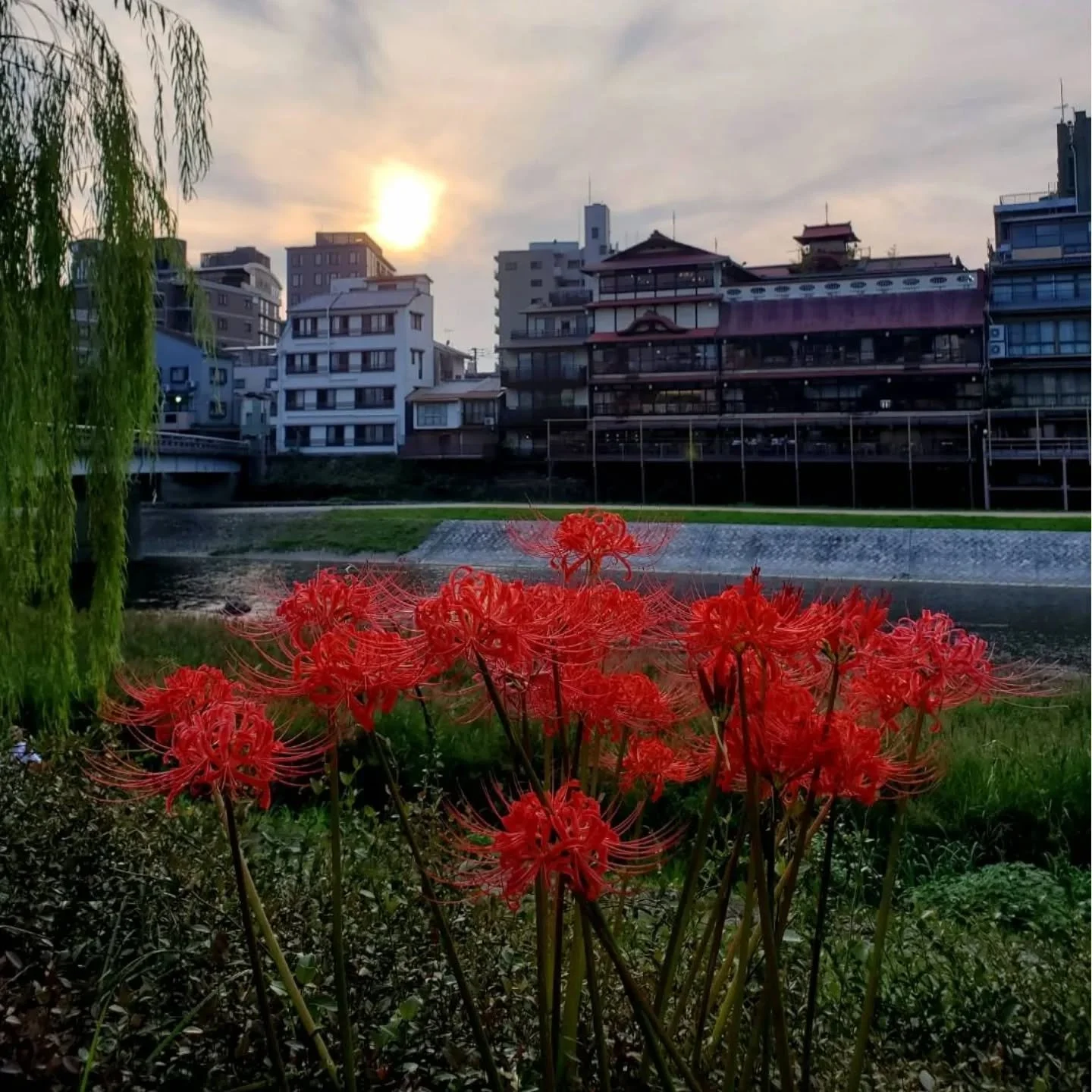 🙏'FLOWERS OF THE DEAD'😰

From early autumn vivid clusters of flowers begin to frequently appear beside the roads, rice fields and waterways of Kyōto.
In Japan spider lilies (particularly the red variety) are known as 'higanbana' (彼岸花), as they bloo