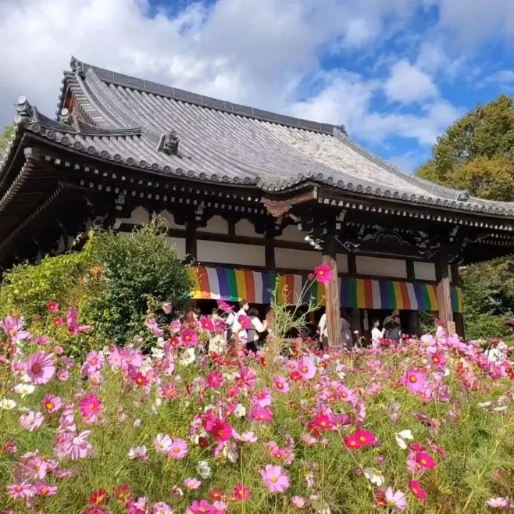 🙏BIG BUDDHA AMONGST THE COSMOS😇

Nara is one of the best places in Japan to see cosmos, and in recent years Hannya-ji (般若寺) has taken great efforts to make itself one of
the best places in Nara to enjoy the flowers... ...that, and a very unusual so