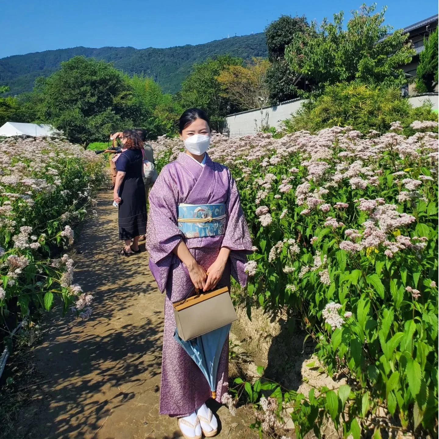 💜FIELDS OF FUJIBAKAMA🌿
Each year a parcel of meadow in Ōharano (大原野), to the south west of  the city, is transformed into an oasis of fragrant eupatorium.
'Fujibakama-en' (フジバカマ園) is one of the best places in Kyōto to catch sight of this endangere