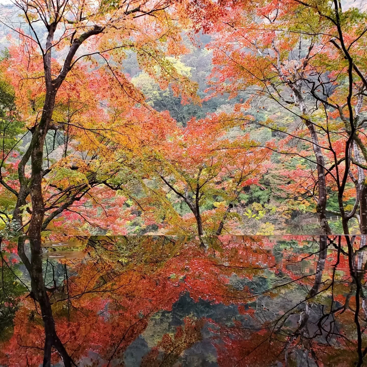 Misty morning, damp paths, and the promise of new adventures👣🤔🖖

The 150-year old Yūsai-tei (祐斎亭) overlooks the Ōi-gawa (大堰川) in Arashiyama. Once a 'ryōri ryokan' (料理旅館), a traditional inn priding
itself on its cuisine, the buildings are now a wor