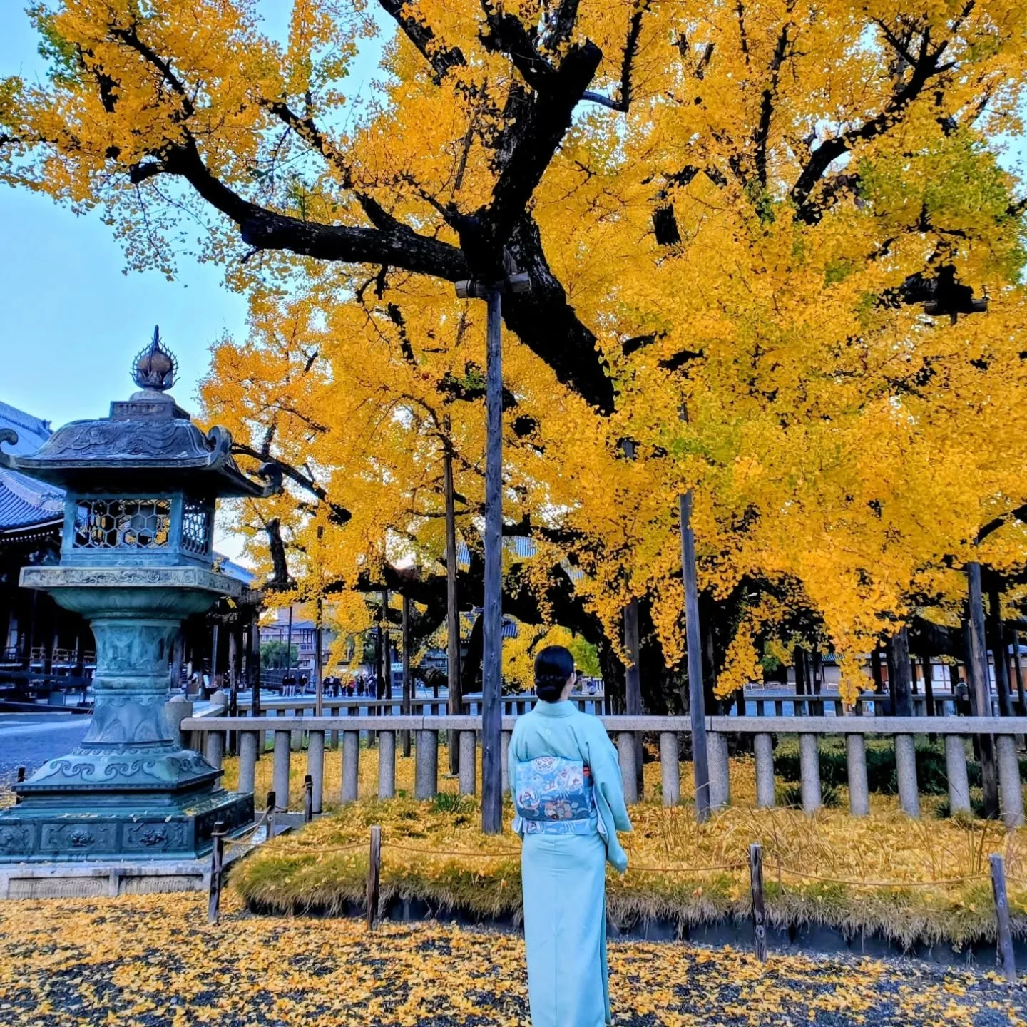 💦🌳THE UPSIDE DOWN GINKGO🔃🙏

Nishi Hongan-ji's (西本願寺) famed 400 year old 'sakasa-ichō' (逆さ銀杏 'upside down ginkgo') is so-named because when the leaves have fallen it looks surprisingly like roots reaching up to the sky.

Since being planted in 163