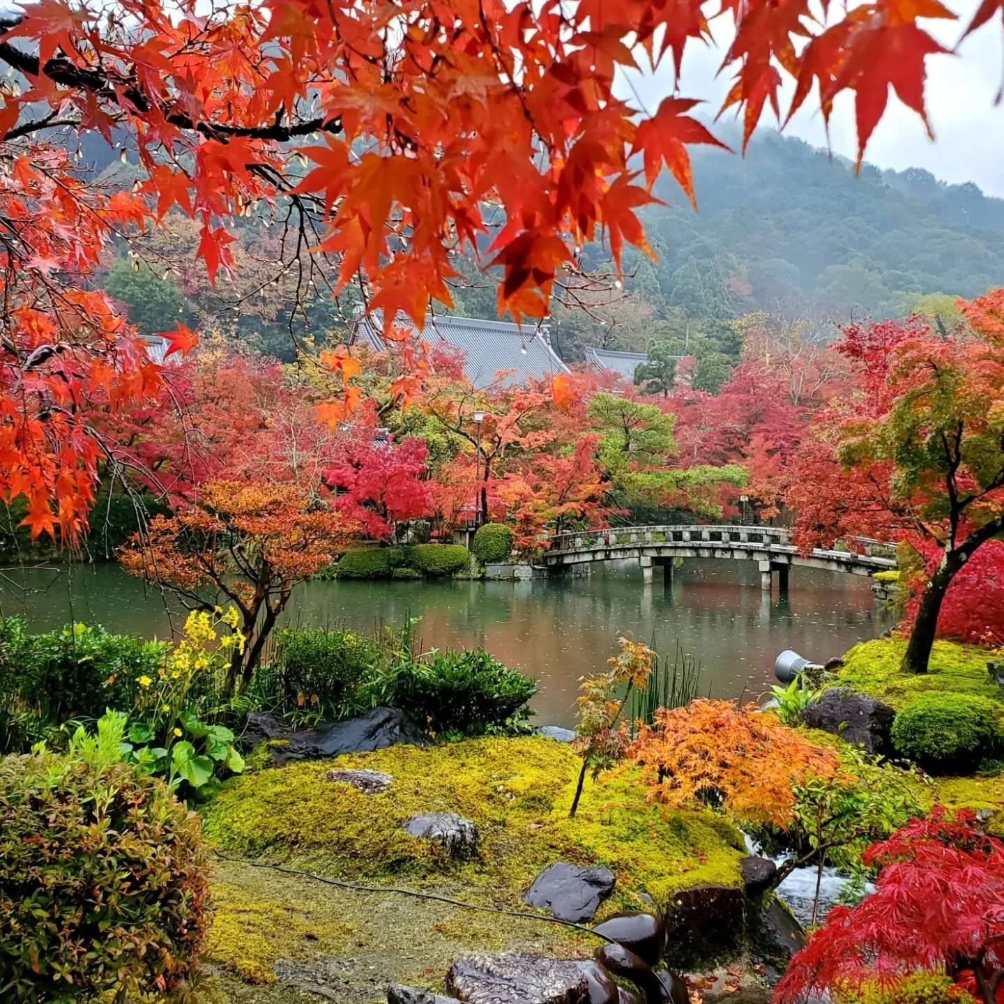 Fall vibing.
👣🤔🍁🍂✨🥹

Eikan-dō Zenrin-ji (永観堂禅林寺) traces its history to Shinshō (真紹 797&ndash;873), a pupil of Kūkai. Aspiring to found a temple for worship of the 'Five Wisdom Buddhas' (五智如来), in 853 he was gifted the mansion of Fujiwara-no-Seki