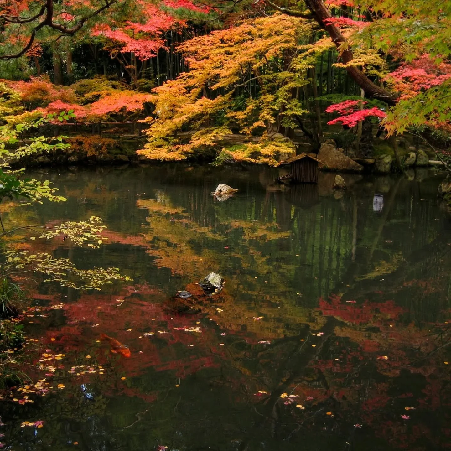 🍁🍂AN AUTUMN GEM😊🍁

Half-forgotten for most of the year, Tenju-an (天授庵), like many of Nanzen-ji's small sub-temples, bursts into life during late autumn.

The temple stands on land that first belonged to Saishō-in (最勝院), a hermitage built by Dōchi