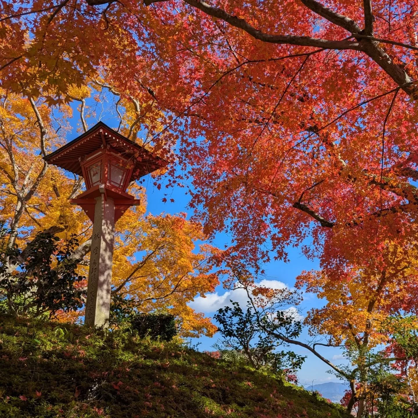 🐗🙏1000 BOARS HELP FOUND A TEMPLE📿🐗

Known affectionately as 'Matsu-no-dera' (松の寺 'Temple of the Pine'), Yoshimine-dera (善峯寺) is the 20th of 33 temples on the famed Saigoku Kannon Pilgrimage. It is a well known spot for enjoying hydrangea in early
