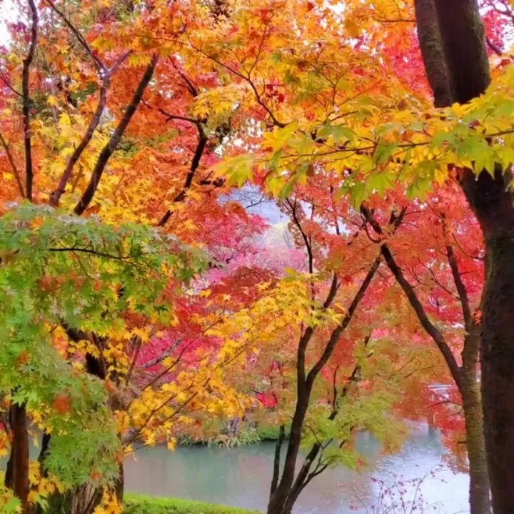 👀↪️THE LOOKING BACK AMIDA↩️🤨

Much like Christmas, it always feels as if the autumn colours will never arrive... ...but just like that they're gone and it doesn't feel like there was enough time to enjoy them🥹

Eikan-dō Zenrin-ji (永観堂禅林寺) traces i