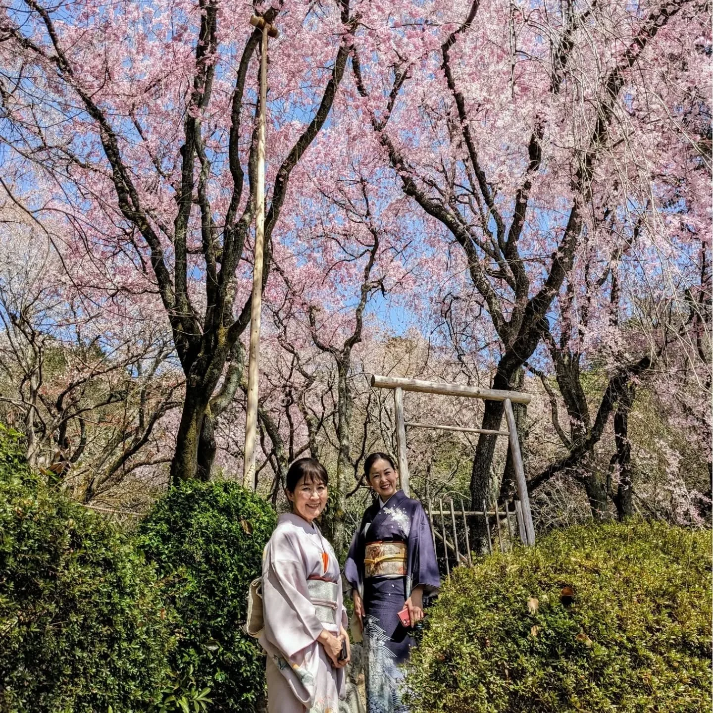 😋SAKURAMOCHI🌸

It's that most wonderful time of the year...'sakuramochi' (桜餅) in abundance🙌

'Sakuramochi' (桜餅) begin appearing in stores around the time of Hina Matsuri (雛祭り "Doll's Day" - March 3rd) and are eaten throughout the spring.