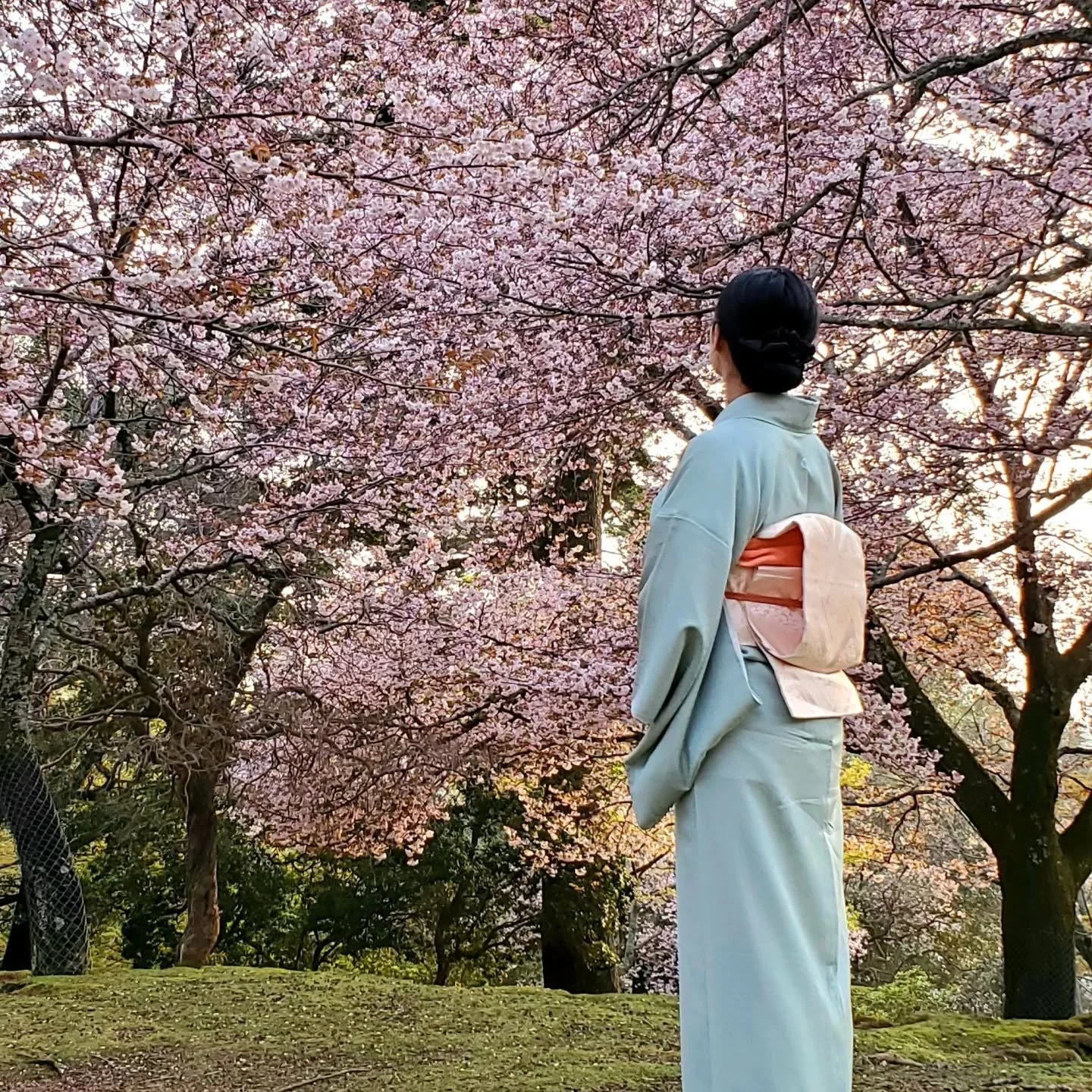 With cherry blossoms already blooming in Gifu, Kōchi and Kōfu, it looks like sakura season will be starting slightly earlier this year🦌🌸✨🍵🙌

a walking pilgrimage
to Nara's "Seven Fields"...
spring sunlight
奈良七野あるきでのある日ざし哉
-Kobayashi Iss