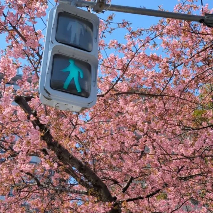 Spring's arrival in Kyōto is marked by the blooming of the sakura tree at Modori-bashi, the 'Resurrection Bridge'.

The tree's early flowering blossoms are some of the first to appear, and can gather quite the crowd🌸😅

#Kyoto #桜 #sakura #cherrryblo