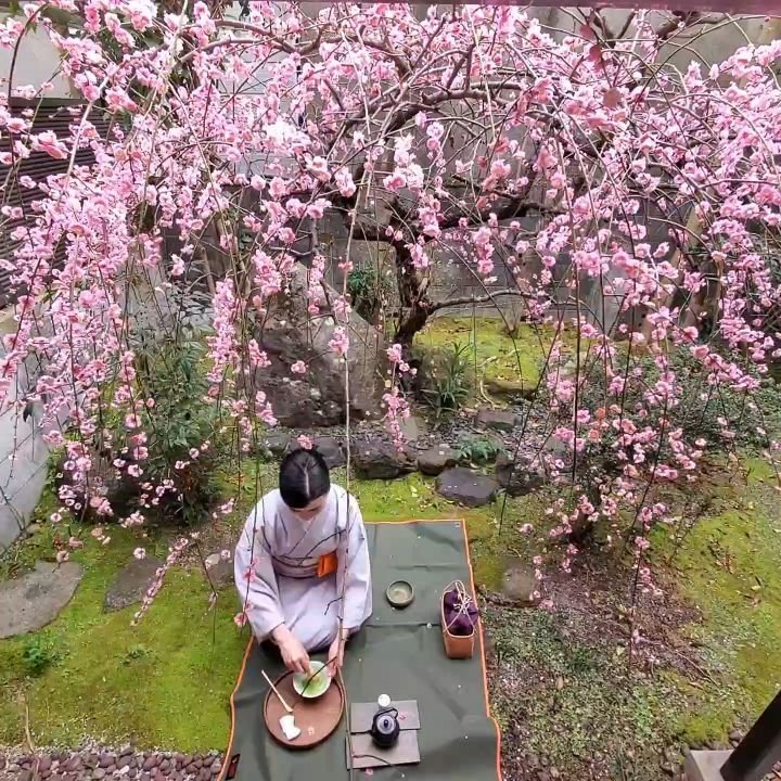 🍵🥧PLUMS &amp; PICNICS🍑✨

Nao-san hosts a small tea ceremony for her weeping ume tree✨

secluded house-
enough plum blossoms
for brewing tea
かくれ家や茶をにる程は梅の花
-Kobayashi Issa (小林一茶), 1813.
(Some excellent camera work from Nao's husband👍)

Paired with