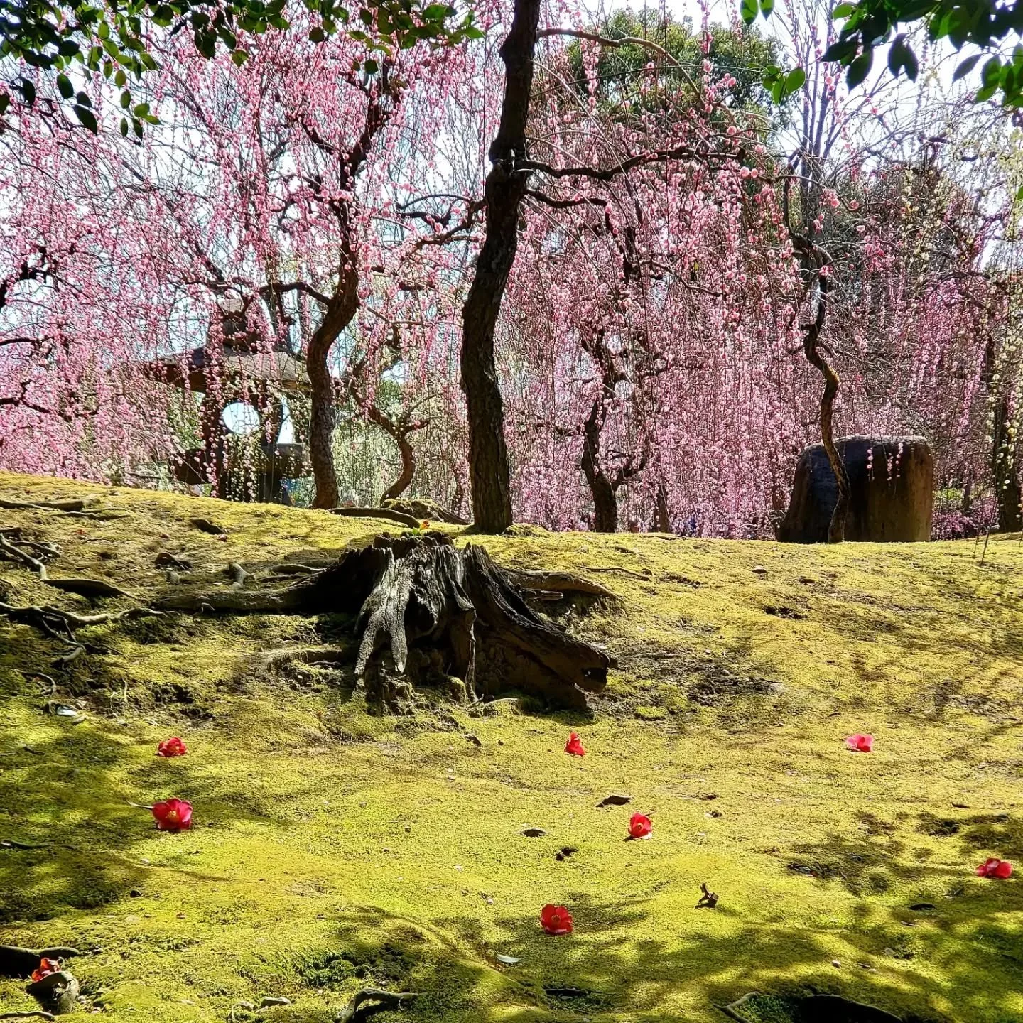 🗺️🤔SOUTH OF THE CAPITAL🧭🌸

Second only to Kitano Tenmangū as the go-to destination for plum blossoms, Jōnan-gū's "Spring Mountain" (春の山) reimagines a Heian-period style garden.

even the mean monks
come to eat rice cakes-
God of Jōnan
腹