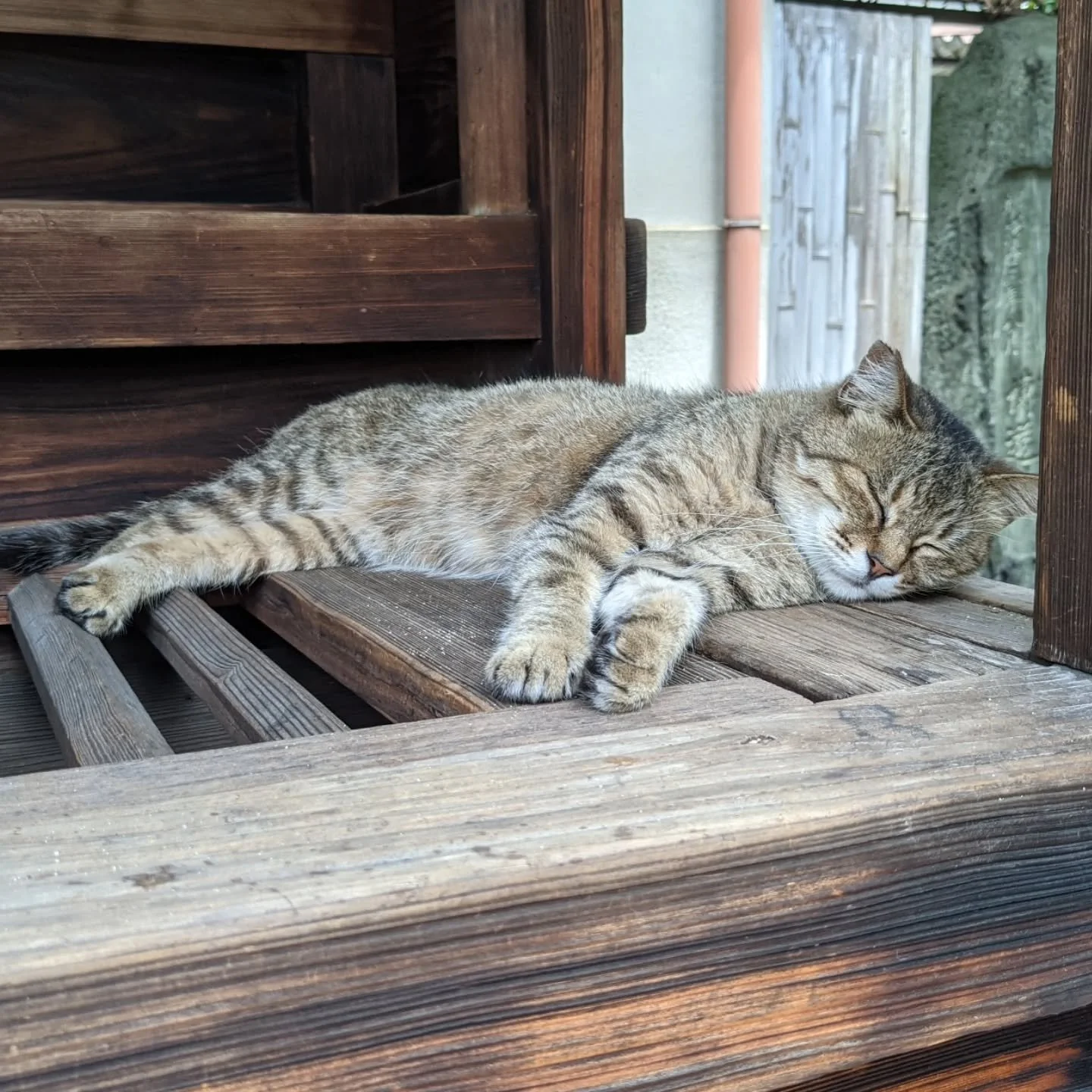 Happy 'Cat Day' (ねこの日/ニャンの日 'Neko-no-hi' or 'Nyan-no-hi')!😺🥳

'Meow' in Japanese is 'nya-' (にゃー)... ...as February 22nd (22.2 'ni ni ni') sounds a little like "nya nya nya", the day is devoted to our feline friends.

The date of National 