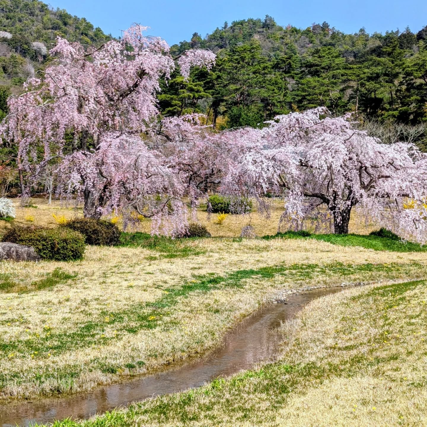 🌸ANCIENT SPLENDOUR✨

At the end of March I look forward to taking a long walk from our Garden Teahouse to Hirosawa-no-ike (広沢池).
Here, beside the ancient pond, is a quiet parcel of land that opens for only a few short days each spring and autumn.

T